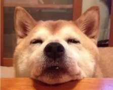 狗狗吃零食有什么注意事項？