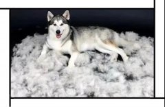 毛質差、過度脫毛？華興重磅推出犬美毛處方糧